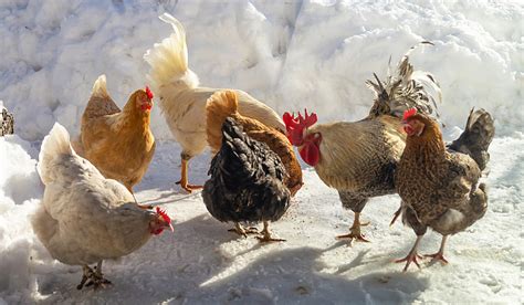How to Train Chickens to Come When Called (9 Tips).